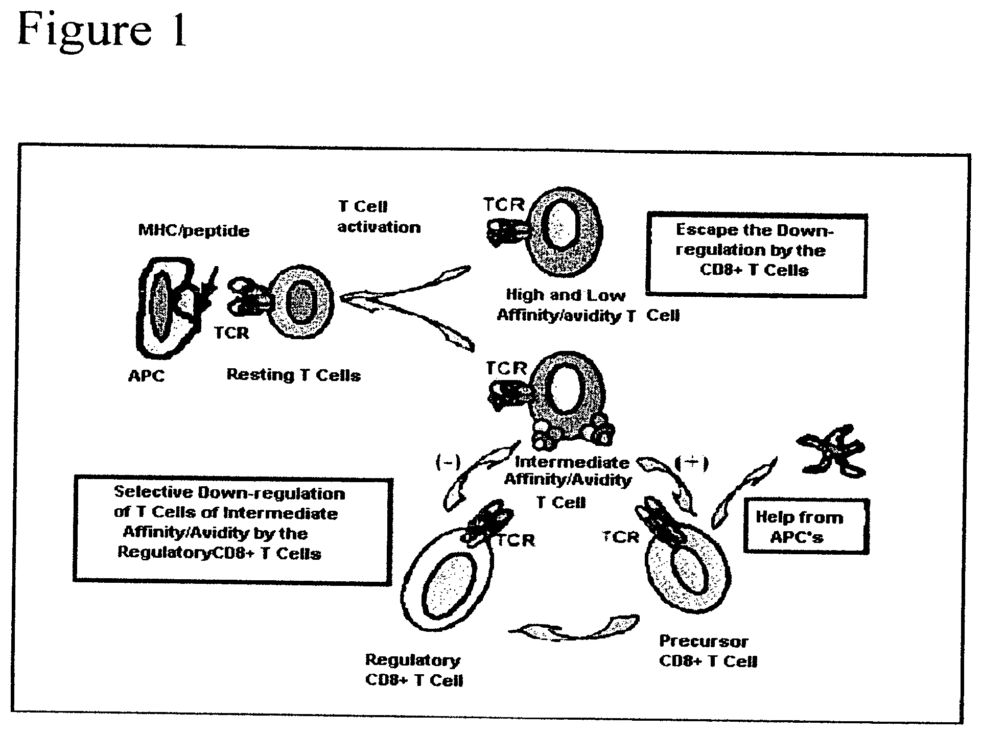 Invention for Methods for activating or blocking the HLA-E/Qa-1 limited CD8+ T cells regulatory pathway in order to treat immunological diseases