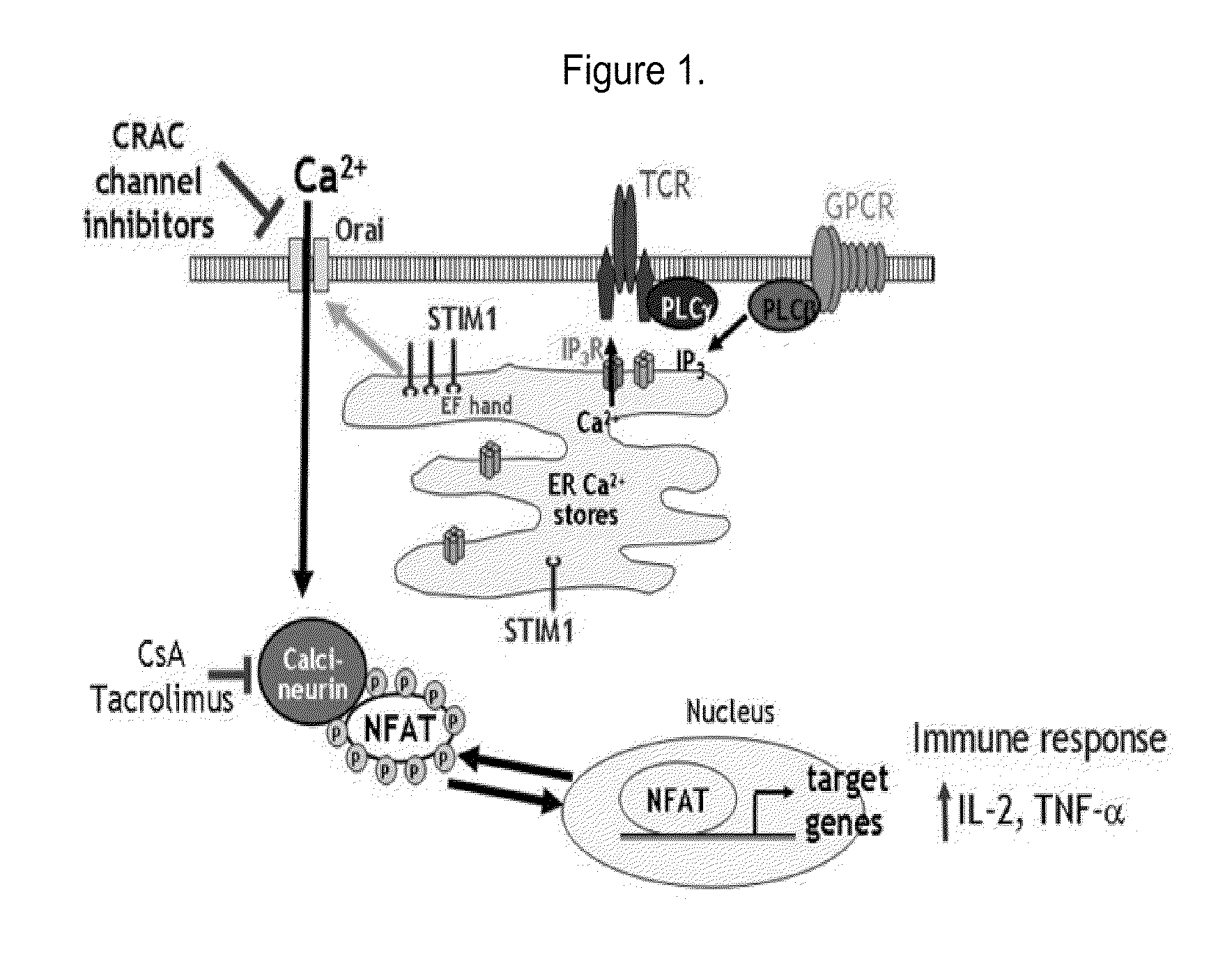 Invention for Inhibitors for store-operated calcium release