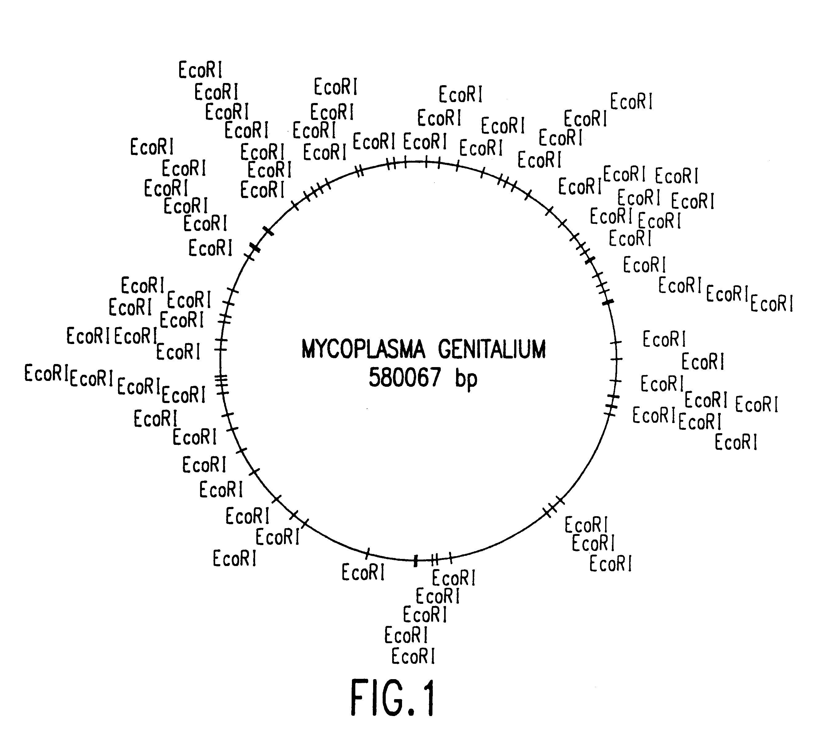 Invention for Nucleotide Sequence of the Mycoplasma Genitalium Genome, Fragments thereof, and Uses Thereof