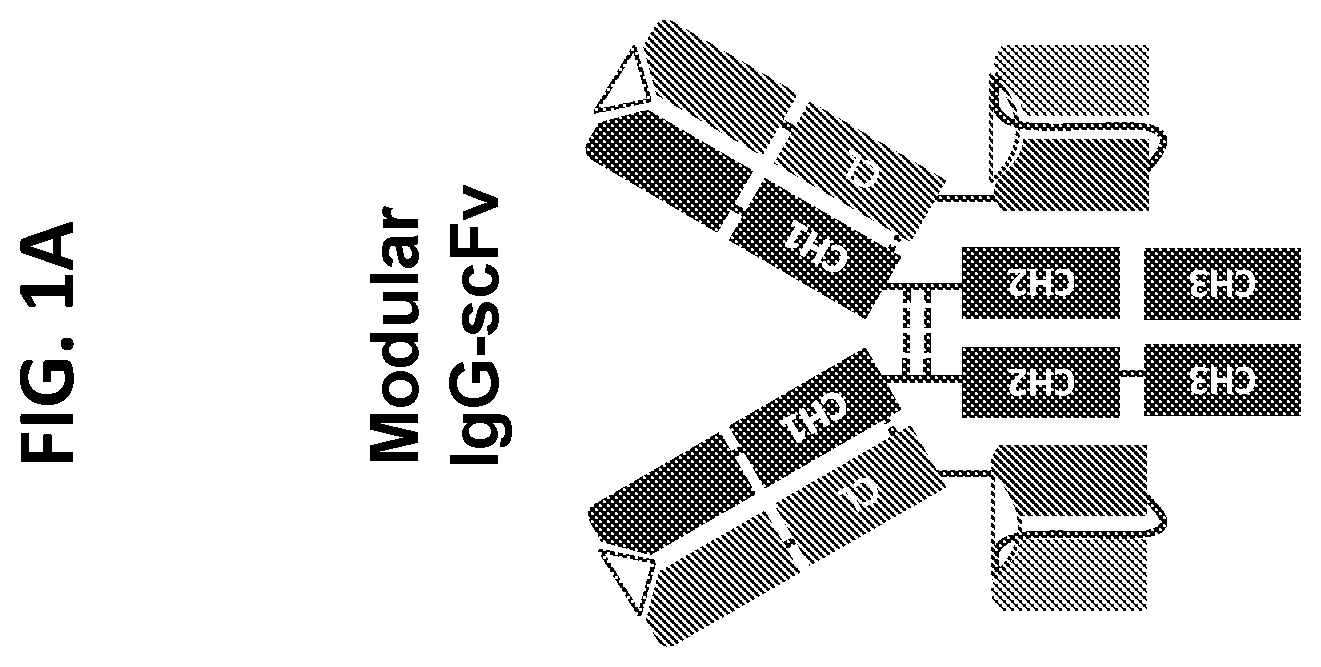 Invention for Anti-CD33 antibody agents