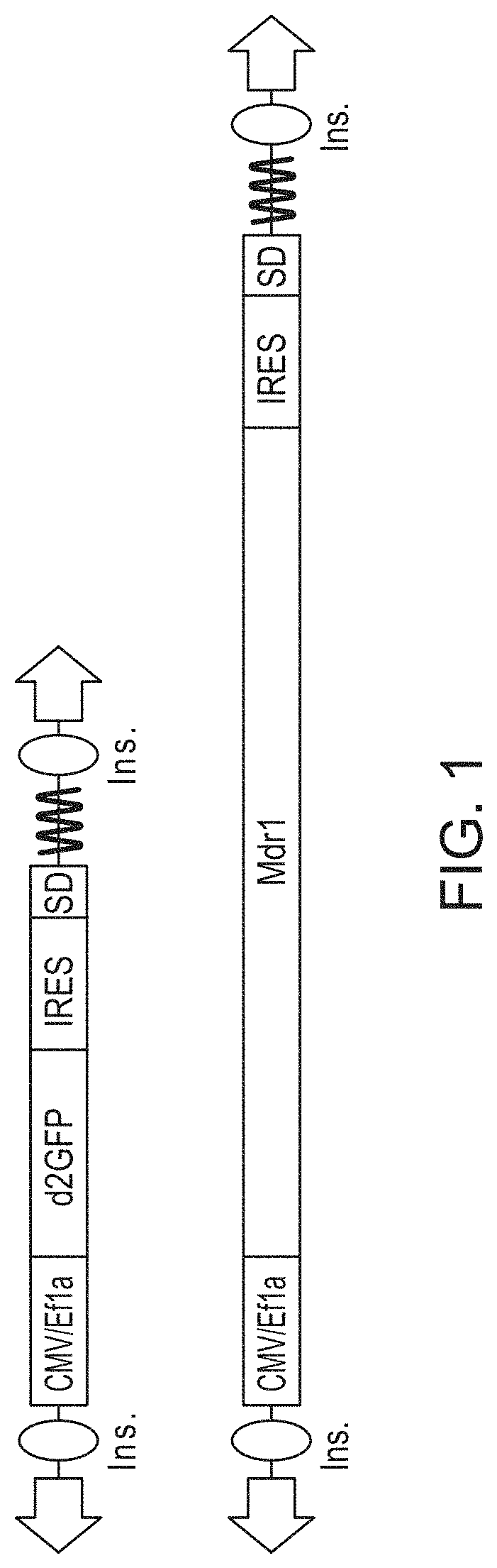 Invention for Hyperactive Piggybac Transposases