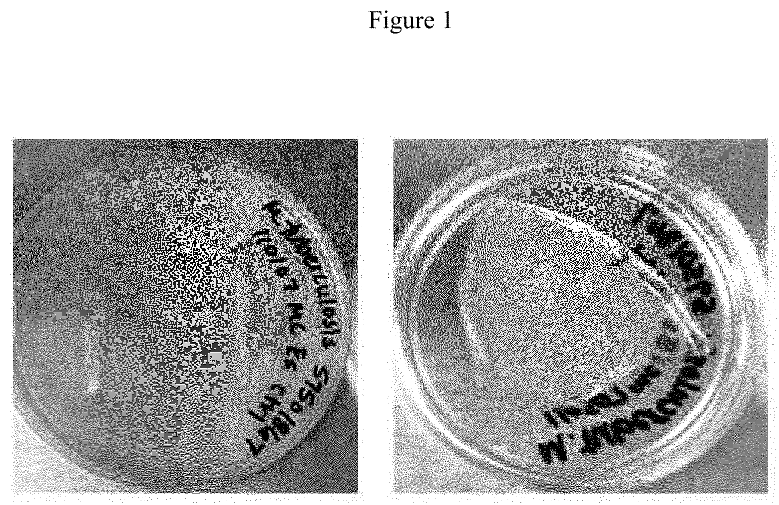 Invention for Antimicrobial compositions, and related methods of application