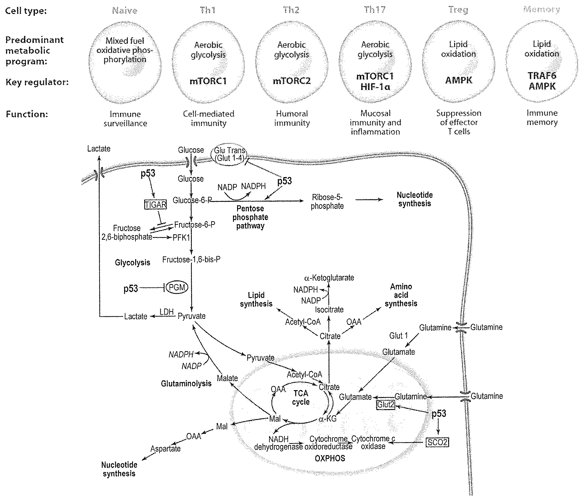 Invention for Methods of treatment for metabolic reprogramming disorders and compositions