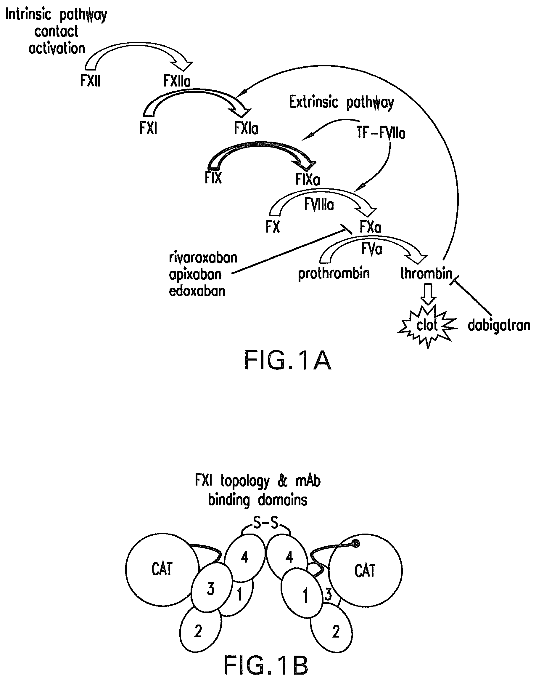 Invention for Anti-coagulation factor XI antibodies