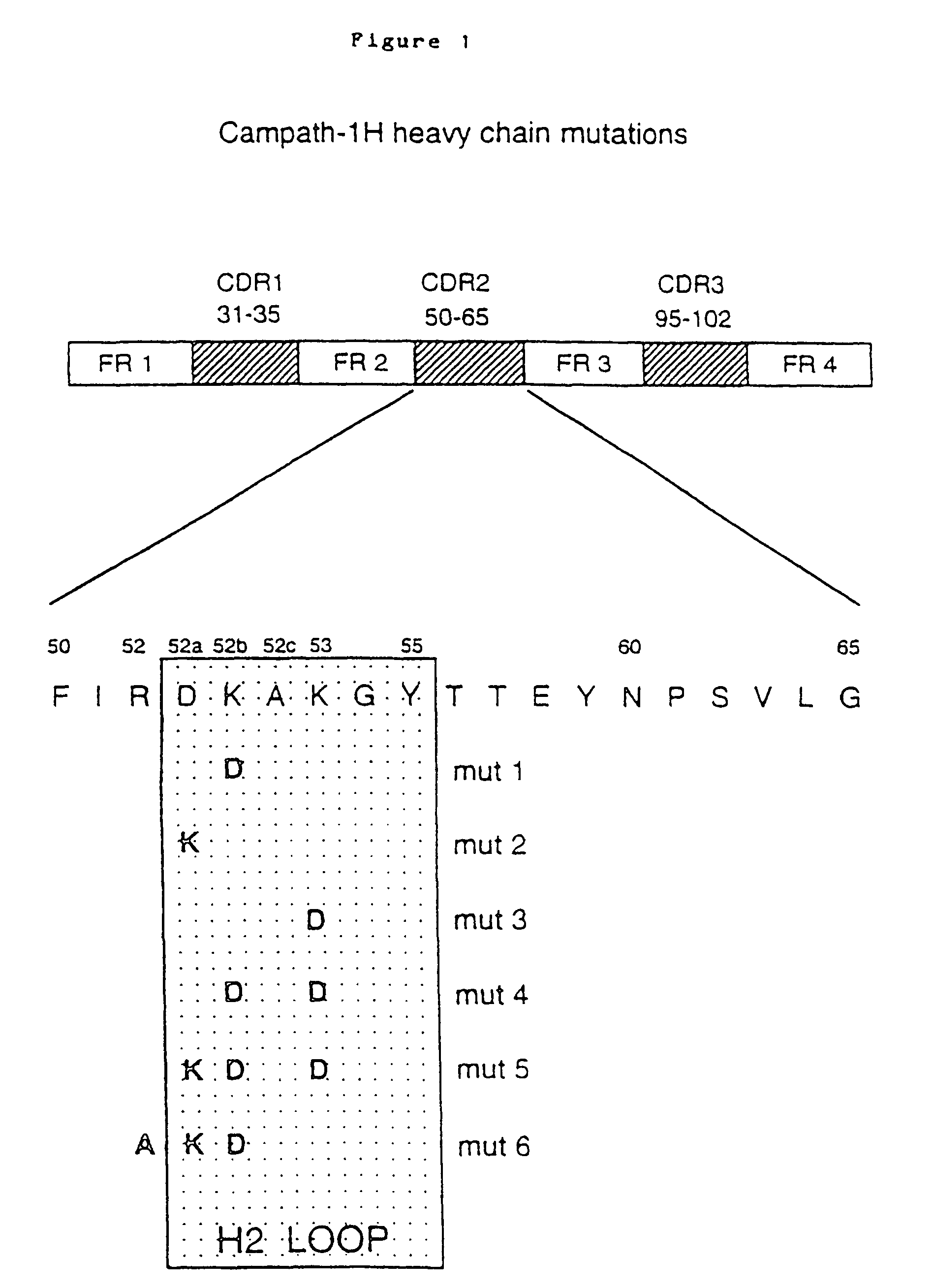 Invention for Antibody variants