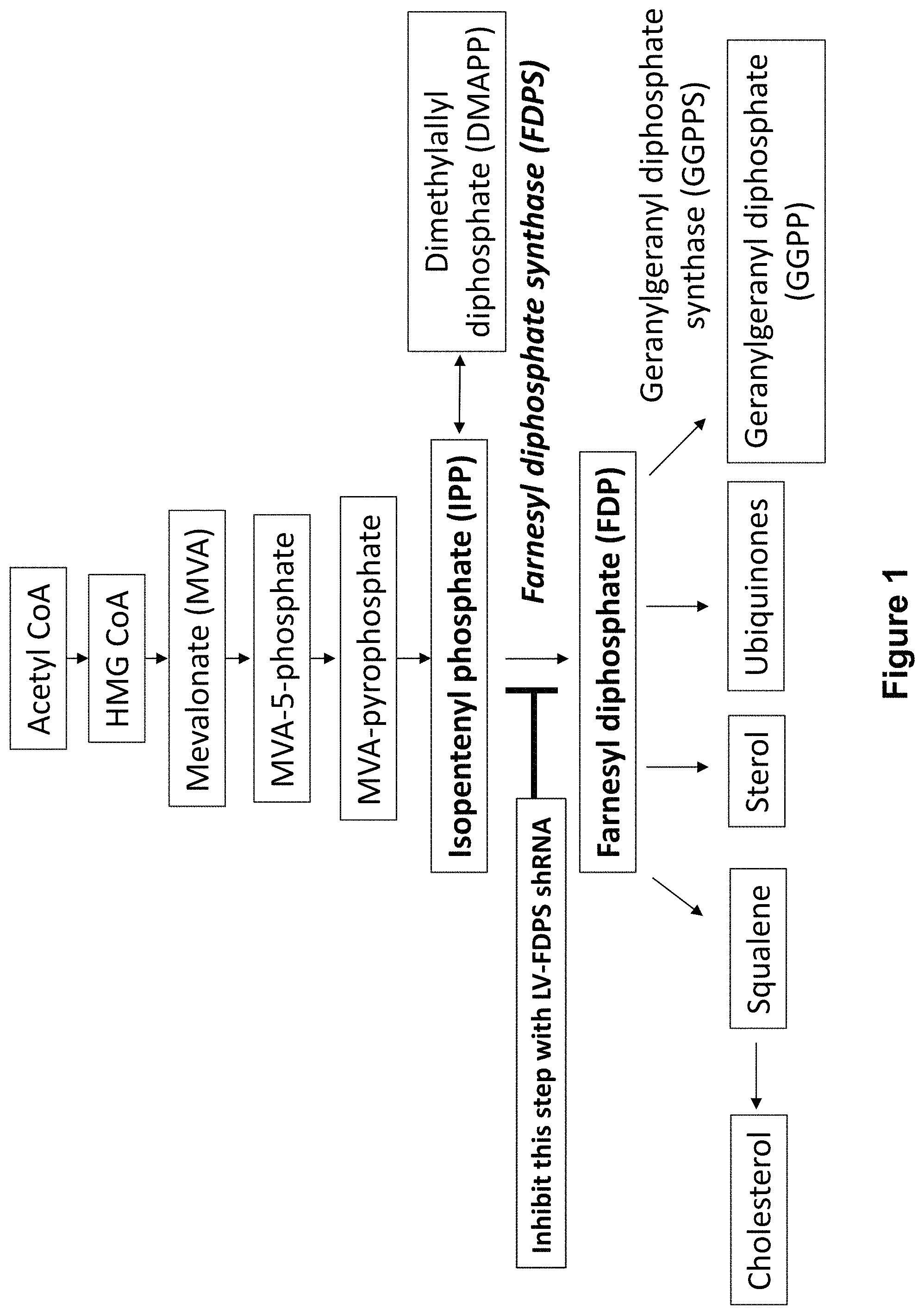 Invention for Methods of activation of Gamma-delta cells