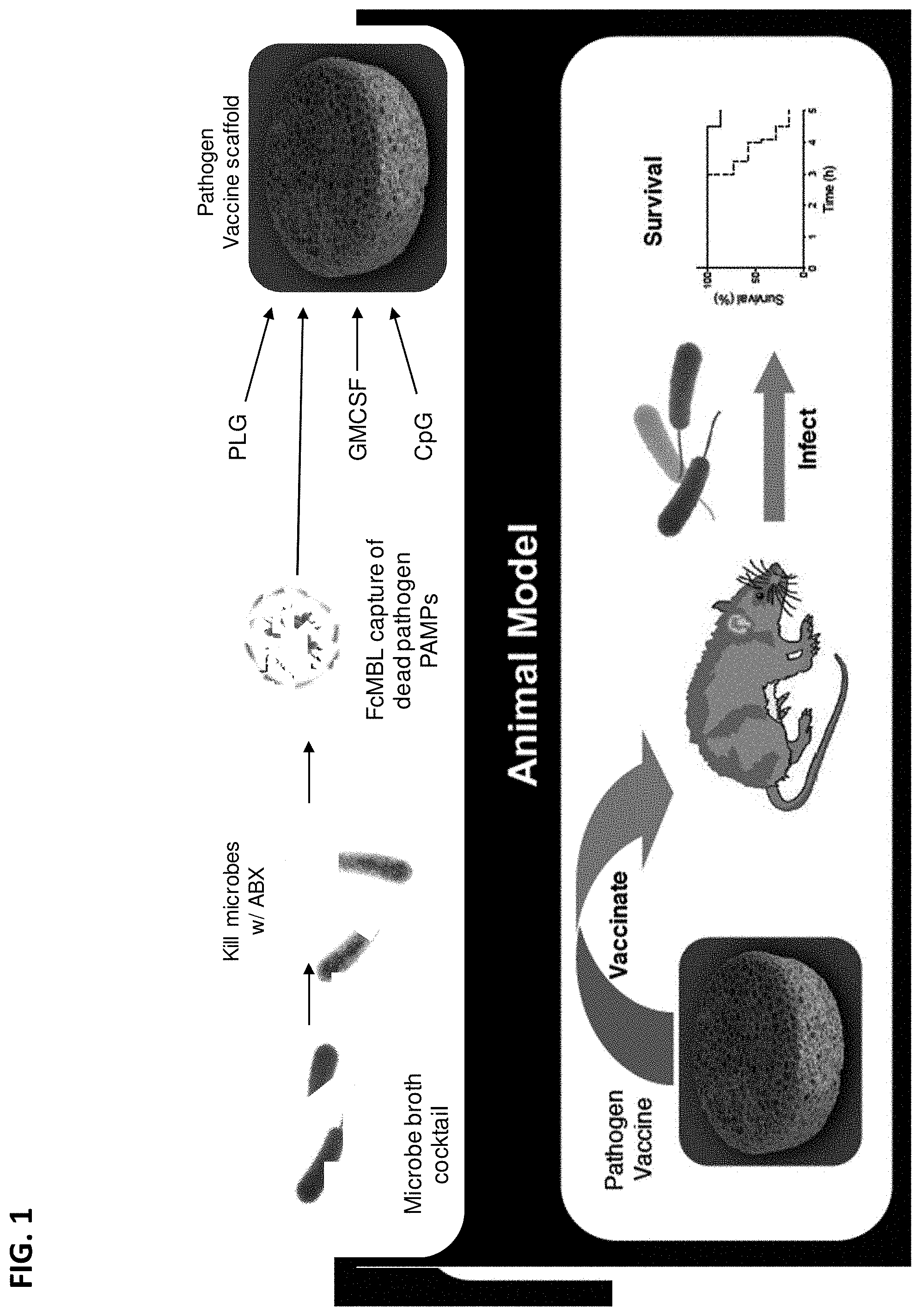 Invention for Pathogen Vaccines and Methods of Producing and Using the Same