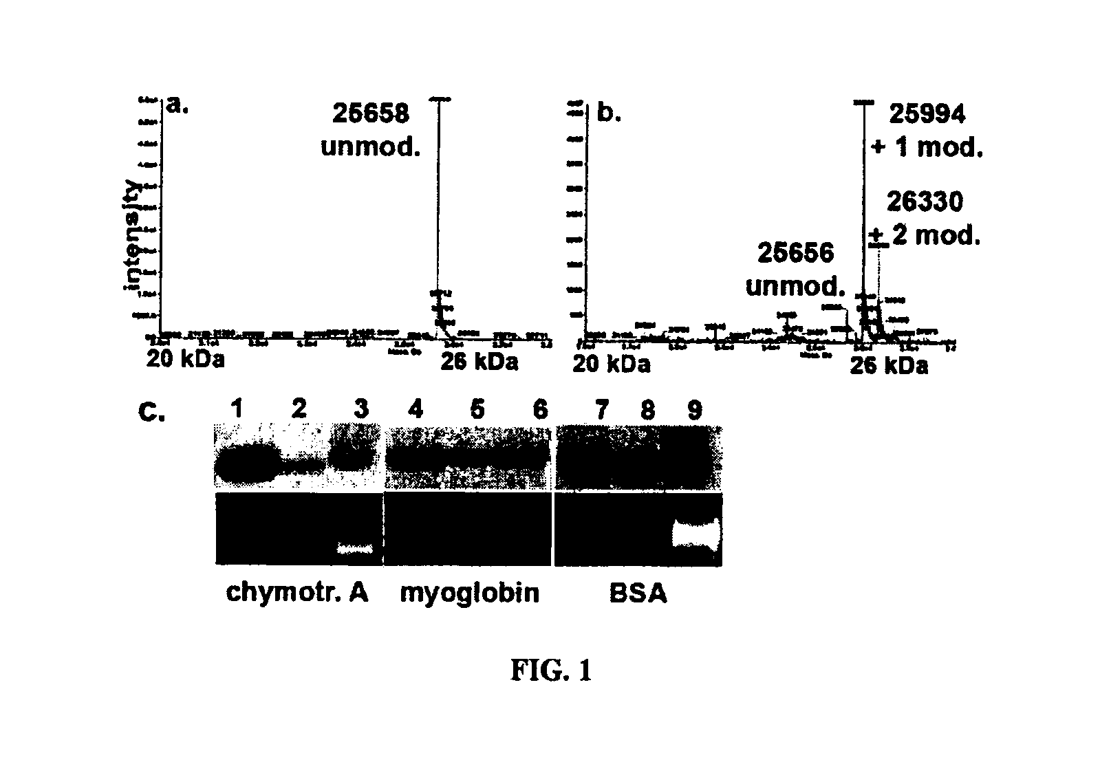 Invention for Tyrosine Bioconjugation Through Aqueous Ene-Like Reactions